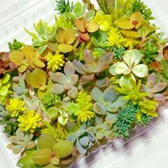 多肉植物セダム　お試し盛り合わせセット②