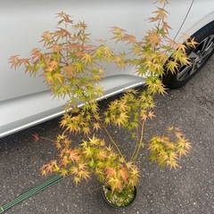 紅葉　苗木の画像