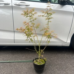 紅葉　苗木
