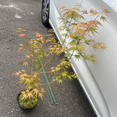 紅葉　苗木の画像