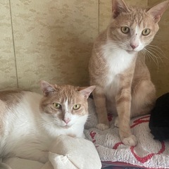 クリーム色と茶白の男の子兄弟