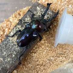 ニジイロクワガタ紫紺CBF2オス単品52ミリ