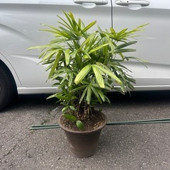 観音竹　商売繁盛　苗木