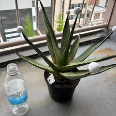 観葉植物　アガベ　パープソラム　多肉植物
