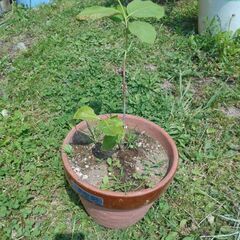まゆみ　鉢植えの画像