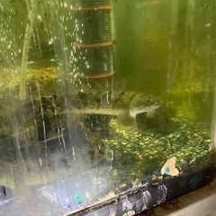 熱帯魚　古代魚