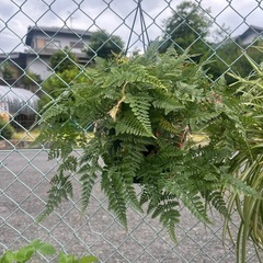 トキワシノブ　鉢付き シダの画像