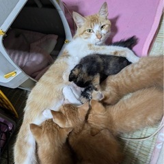 (連絡多い為一時中止)子猫１ヶ月くらい