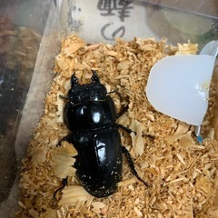 スマトラオオヒラタペアの画像
