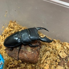 スマトラオオヒラタペア
