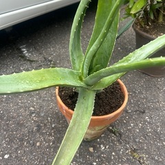 アロエベラ　新芽が出てるの画像