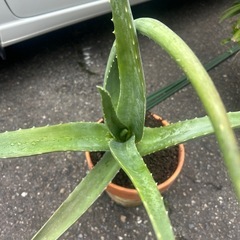 アロエベラ　新芽が出てるの画像