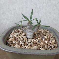 グラギリス　パキポディウム　塊根植物　コーデックスの画像