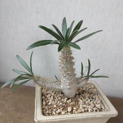 グラギリス　パキポディウム　塊根植物　コーデックスの画像