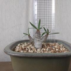 グラギリス　パキポディウム　塊根植物　コーデックスの画像