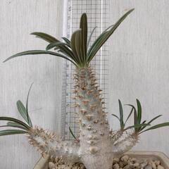 グラギリス　パキポディウム　塊根植物　コーデックスの画像