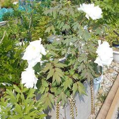 ボタン白　八重咲きの画像