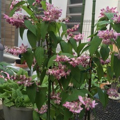 鉢植え　サクラウツギ