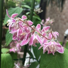 鉢植え　サクラウツギの画像