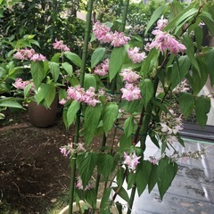 鉢植え　サクラウツギの画像