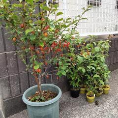 グミの苗の画像