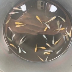 高級　メダカ　生体　35〜40匹　①
