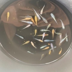 高級　メダカ　生体　35〜40匹　②