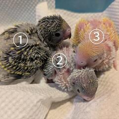 セキセイインコ　グリーン2羽と黄色1羽