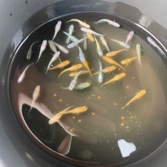 高級　メダカ　生体　35〜40匹　③
