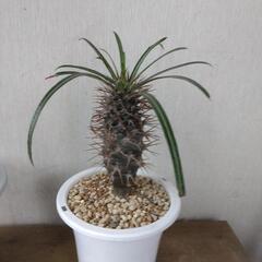 塊根植物　コーデックス　パキポディウムの画像