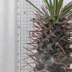 塊根植物　コーデックス　パキポディウムの画像