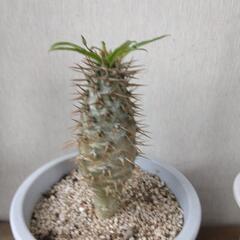 塊根植物　コーデックス　パキポディウムの画像