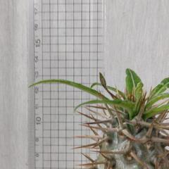 塊根植物　コーデックス　パキポディウムの画像