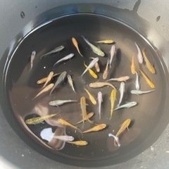 高級　メダカ　生体　35〜40匹　④