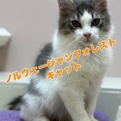 ノルウェージャンフォレストキャット✨本日限りのお得プライス…