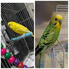 セキセイインコ　グリーン2羽と黄色1羽 - 名古屋市