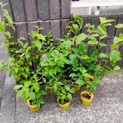 グミの苗の画像