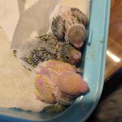 セキセイインコ　グリーン2羽と黄色1羽 - 里親募集