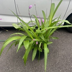 紫蘭　鉢植え