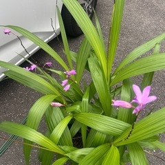お値引き 紫蘭　鉢植えの画像