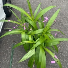 お値引き 紫蘭　鉢植えの画像