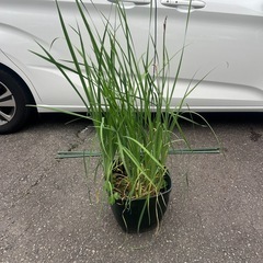 菖蒲　鉢植え