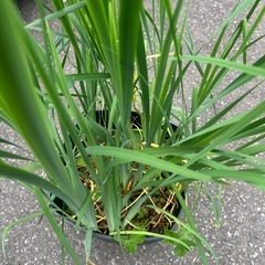 菖蒲　大型鉢植え　鉢だけでも価値有りの画像