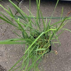 菖蒲　大型鉢植え　鉢だけでも価値有りの画像