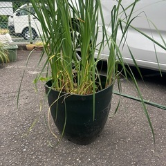 菖蒲　大型鉢植え　鉢だけでも価値有りの画像
