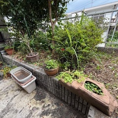 植木鉢🪴ガーデニング