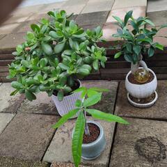 ★観葉植物3点★　鉢付き