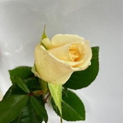 薄いクリーム色の花苗