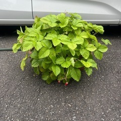 苺　いちご　イチゴ　鉢植え３株