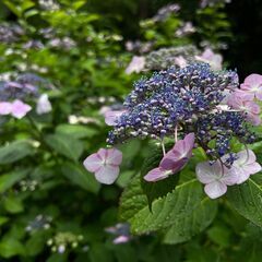 【5/31午後】上野公園”霧雨ウオーク”＋縁結びの花園稲荷神社（＋アメ横） − 東京都